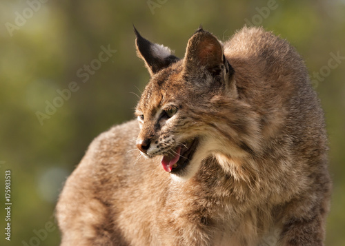 Bobcat Hissing