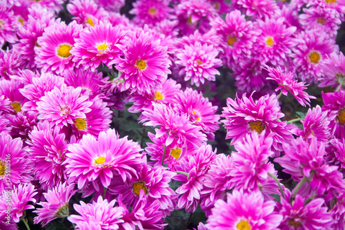 Beautiful lilac pink chrysanthemum as background picture. Chrysanthemum wallpaper  chrysanthemums in autumn.