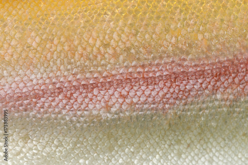 Close-up of skin of albinos rainbow trout
