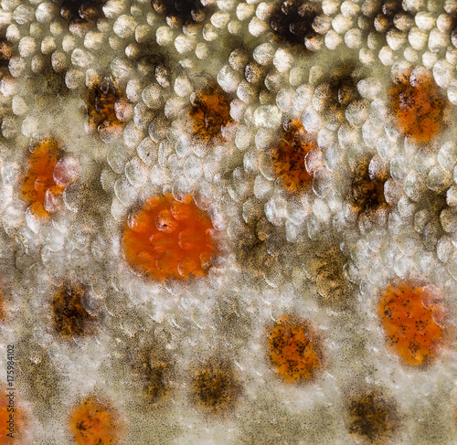 Close-up of brown trout scales