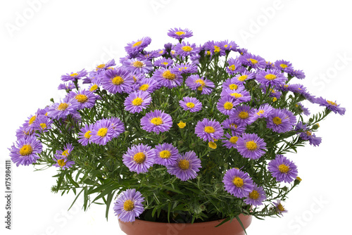 Aster novi-belgii photo