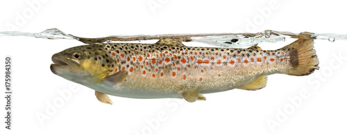 Brown trout swimming under water line, isolated on white