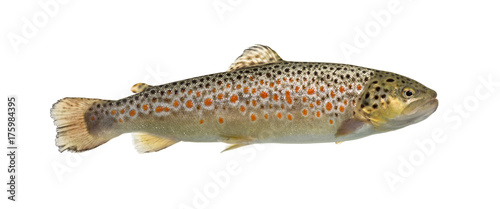 Brown trout swimming, isolated on white