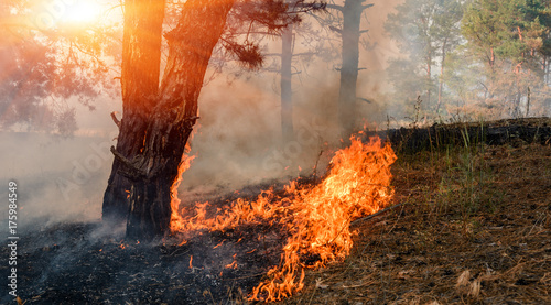 Development of forest fire. Flame is starting trunk damage.