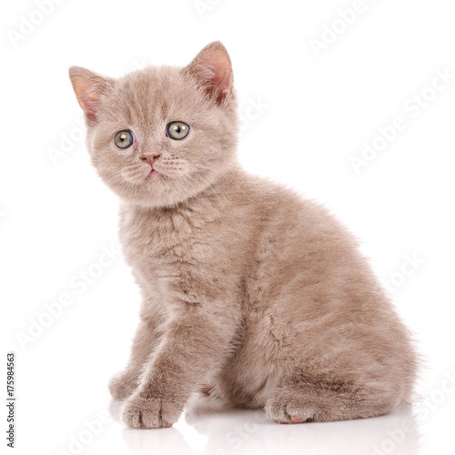 Fototapeta Naklejka Na Ścianę i Meble -  Cat, pet, and cute concept - Scottish Straight Cat i