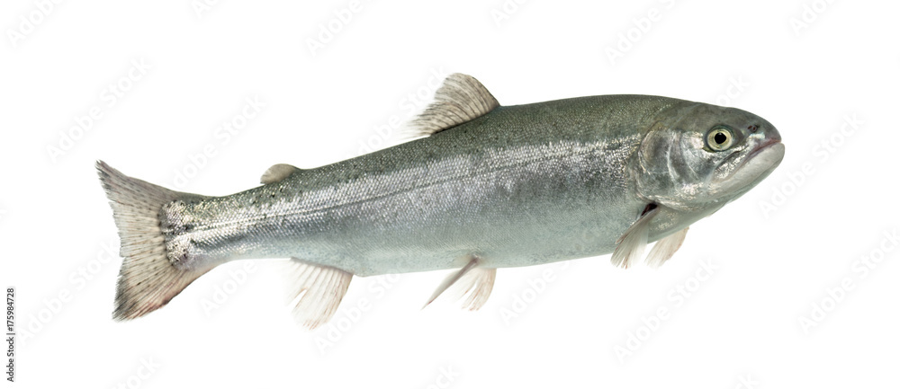 Blue rainbow trout swimming, isolated on white Blue rainbow trout swimming, isolated on white