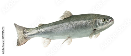 Blue rainbow trout swimming, isolated on white