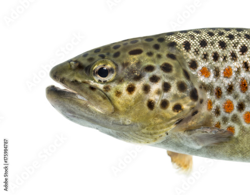 Close-up of head of brown trout, isolated on white