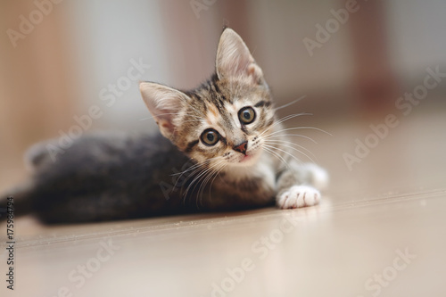 Foto The domestic striped kitten lies