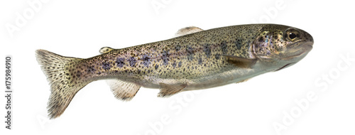 Rainbow trout swimming, isolated on white