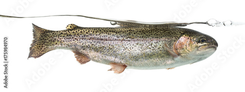 Rainbow trout swimming under water line, isolated on white