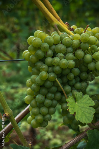 Cluster of light wine grapes on a rod