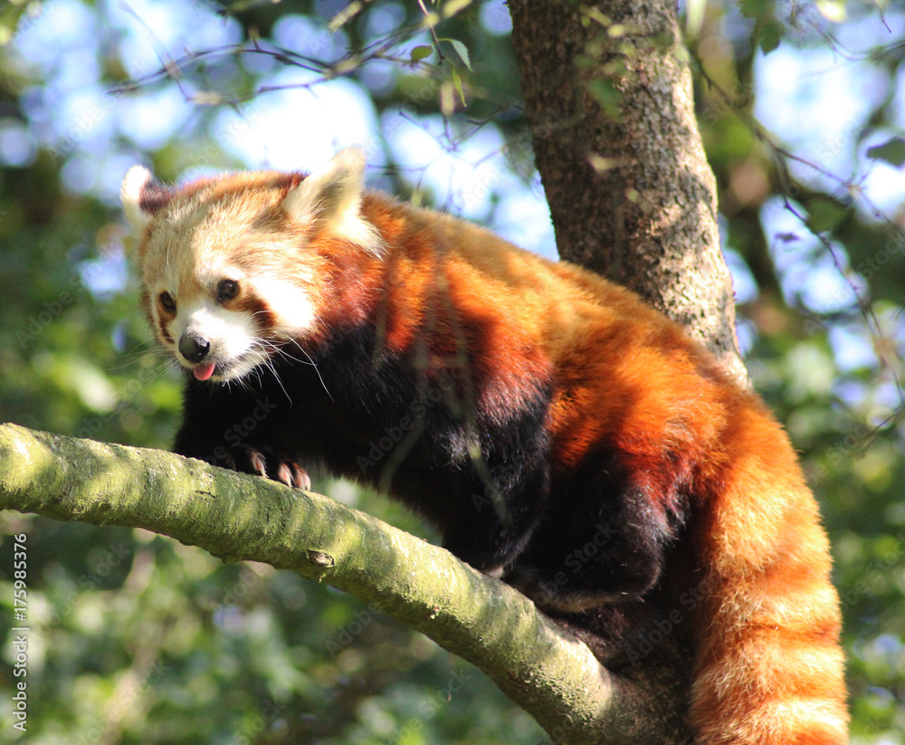 Fototapeta premium Red panda