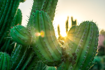 Gordijnen Cactus Zonsondergang tussen cactussen Mexico  © AdrienSalvador