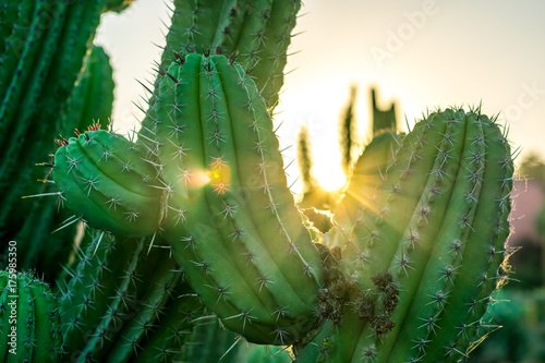 Atardecer en medio de un cactus