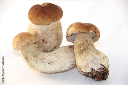 Tre funghi porcini - Three Boletus Edulis mushrooms