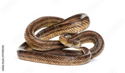 Brown snake rolling, isolated on white