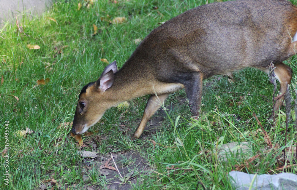 Fototapeta premium Reeves's muntjac (Muntiacus reevesi)