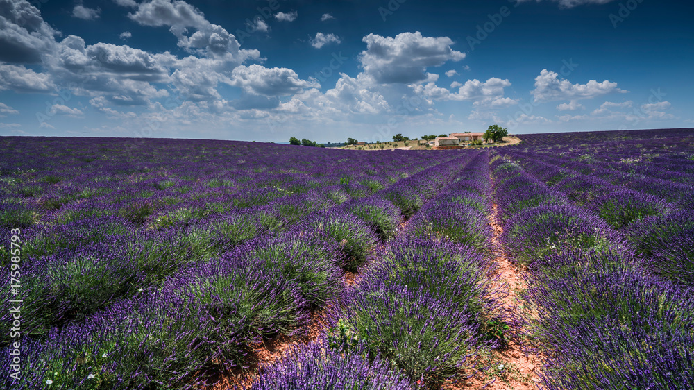 Naklejka premium Lavendel im Sommer