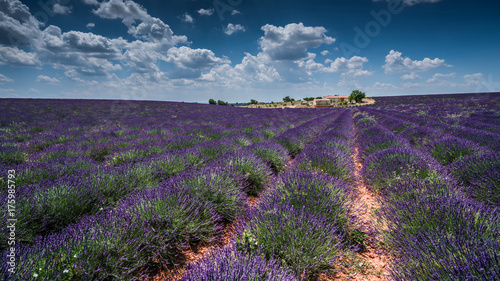 Lavendel im Sommer