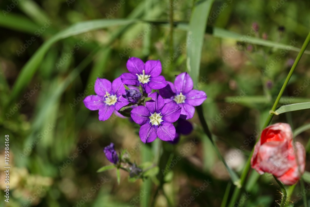 Fototapeta premium Flower of European Venus looking glass