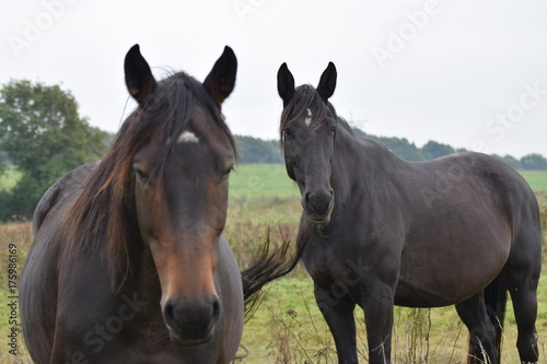 Fototapeta Naklejka Na Ścianę i Meble -  Dark horse animal portrait