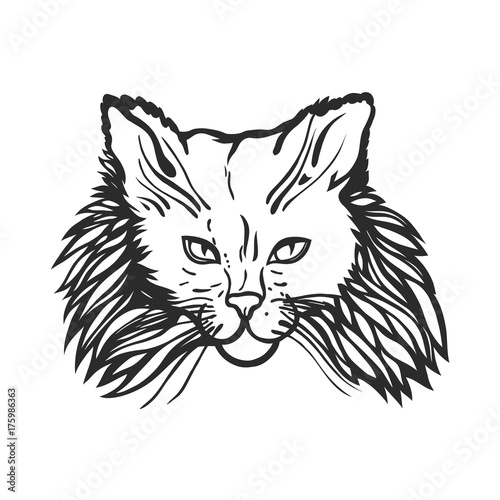 The head of a shaggy cat. Contour, sketch. Vector illustration.