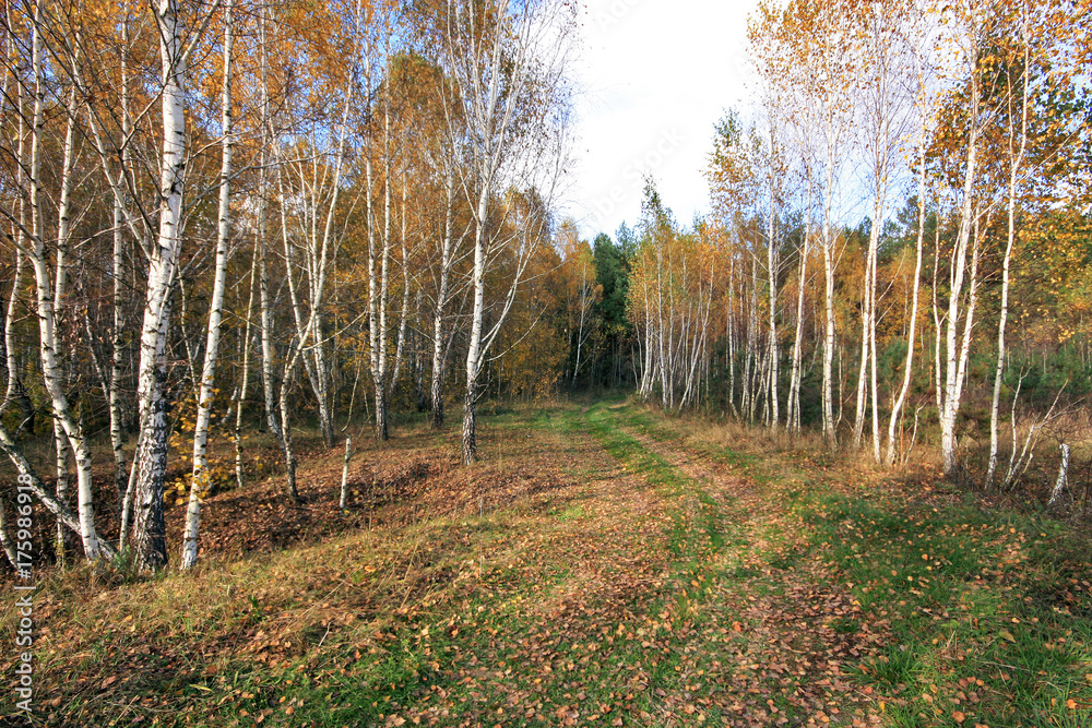 Fototapeta premium Autumn