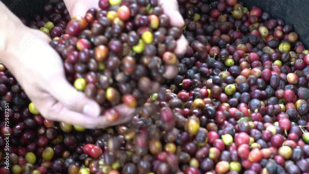 hands pouring coffee in slow motion