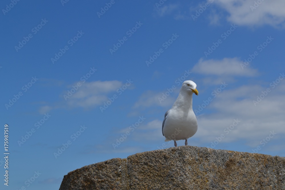 Cute seagull enjoying the breeze while perching on the wall of the old fort in Sain-Malo, Brittany, France Cute seagull enjoying the breeze while perching on the wall of the old fort in Sain-Malo, Brittany, France
