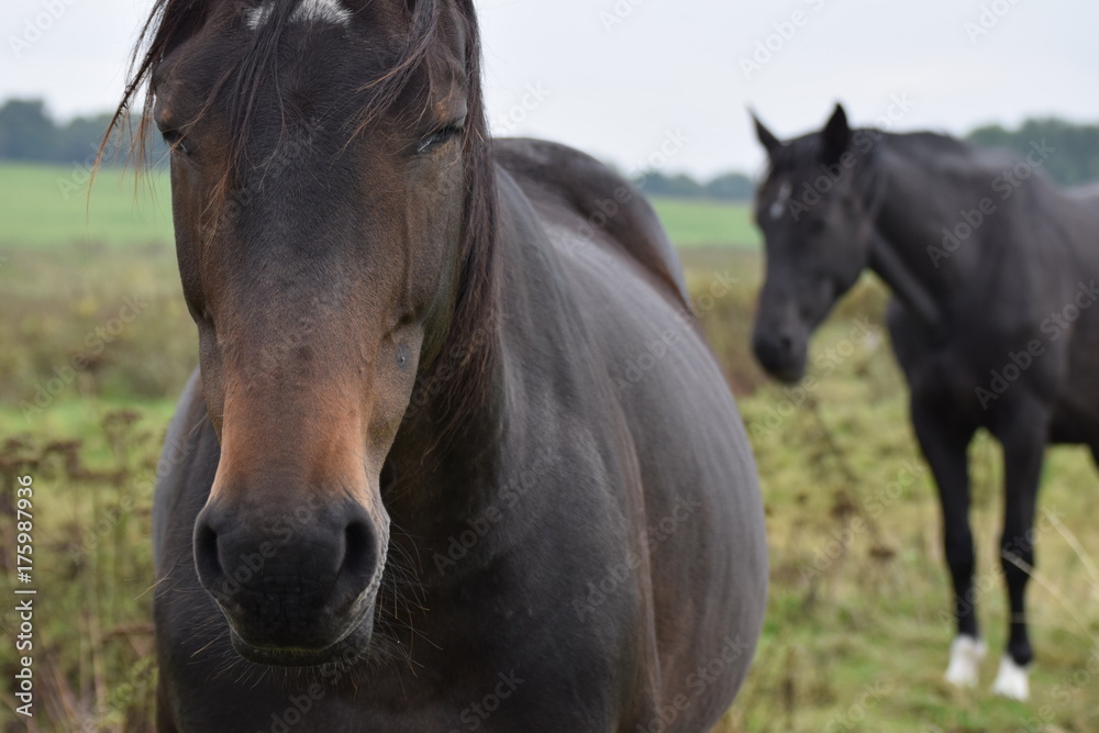 Dark horse animal portrait