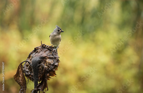 The Tufted Titmouse