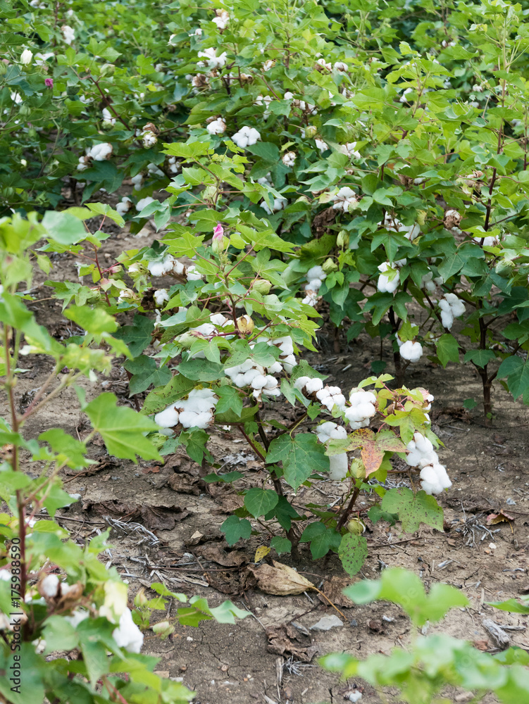 cotton plants in rows cotton plants in rows