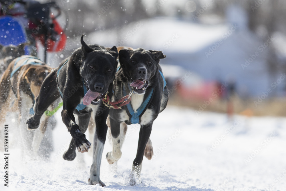Dog sledding race in Quebec, Canada 