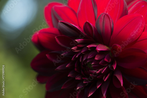 Red flower © Mads