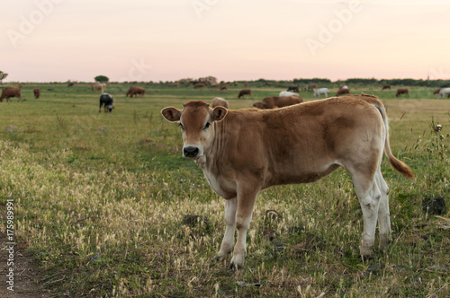close up of a young cow on a field at sunset