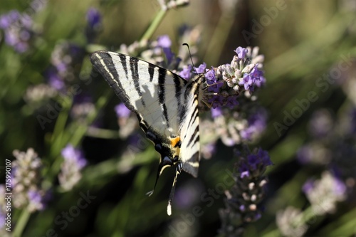 Scarce Swallowtail (Iphiclides podalirius) photo