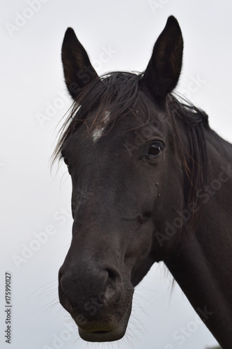Dark horse animal portrait