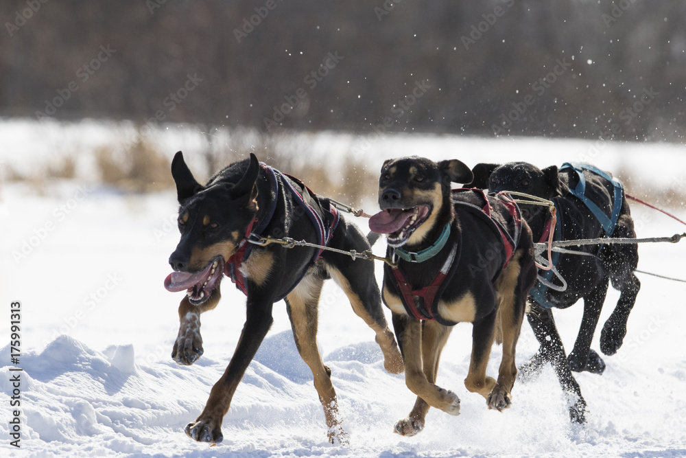 Dog sledding race in Quebec, Canada Dog sledding race in Quebec, Canada
