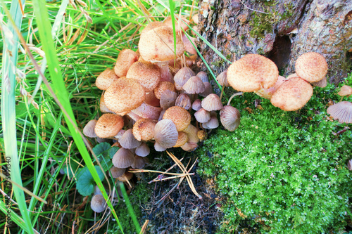 mushrooms in nature