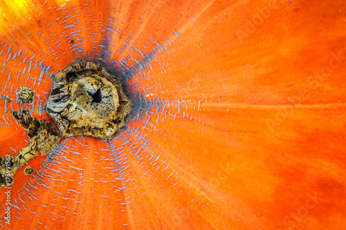 Pumpkinscape photo