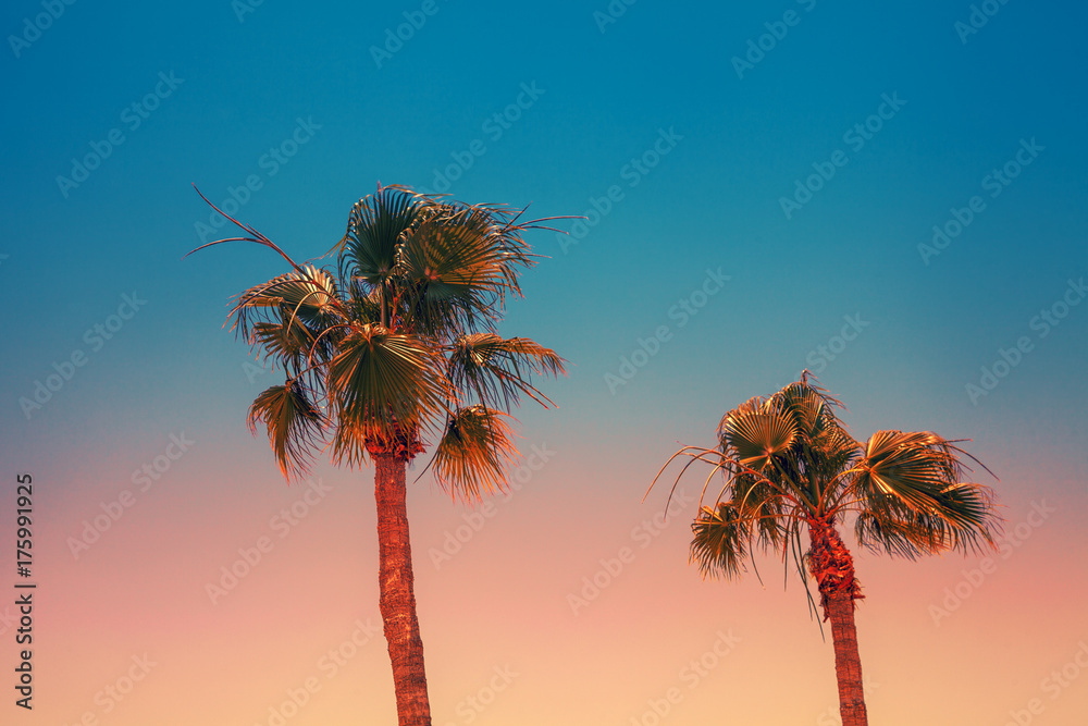 Tropical palm trees against the sunset sky. Gradient color. Silhouette of tall palm trees. Tropical evening landscape.
