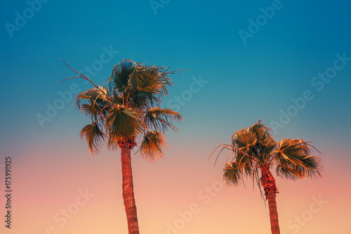 Obraz na płótnie Tropical palm trees against the sunset sky. Gradient color. Silhouette of tall palm trees. Tropical evening landscape. w salonie