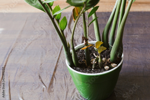 Gardening. Displanting zamioculcas photo