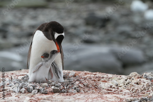 Gentoo family