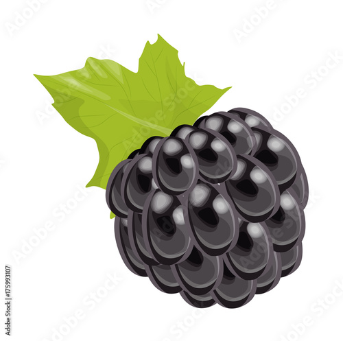 Isolated blackberry berry