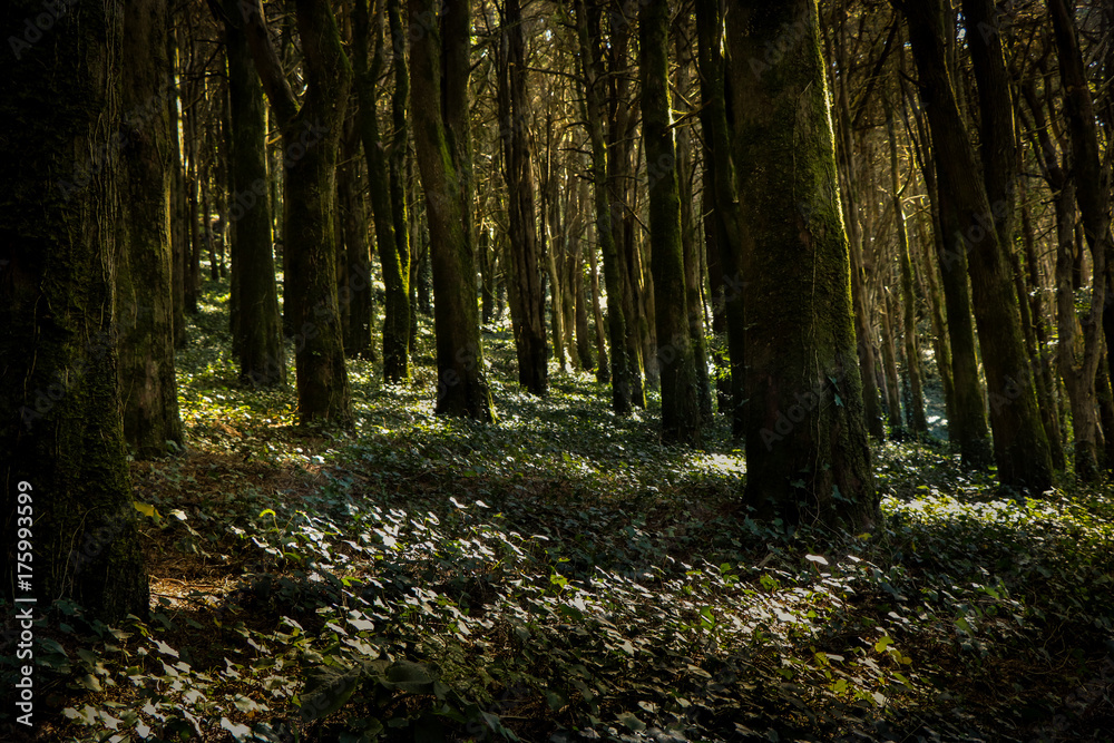 Forest with amazing sun rays in the middle of the trees