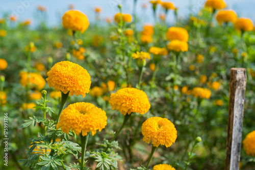 Marigold flowers are blossoming full of garden in thailand