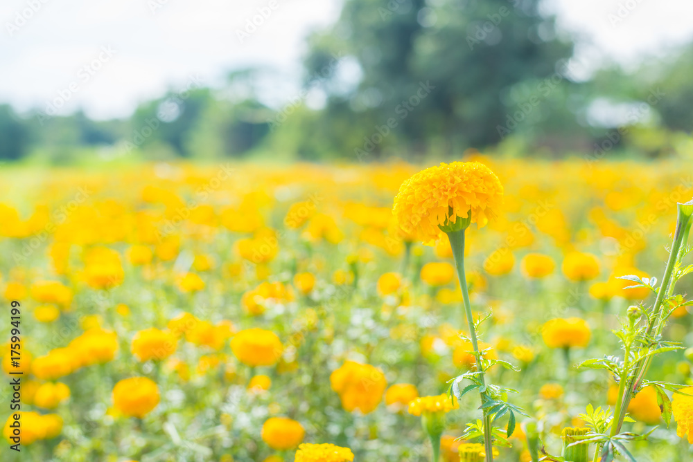 Marigold flowers are blossoming full of garden in thailand Marigold flowers are blossoming full of garden in thailand