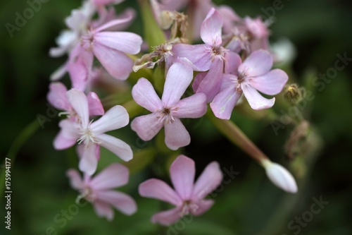 Common Soapwort  Saponaria officinalis 